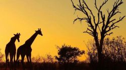 南非需求最大的進口產品是哪些？