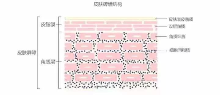 皮脂膜介紹