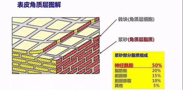 角質層圖解