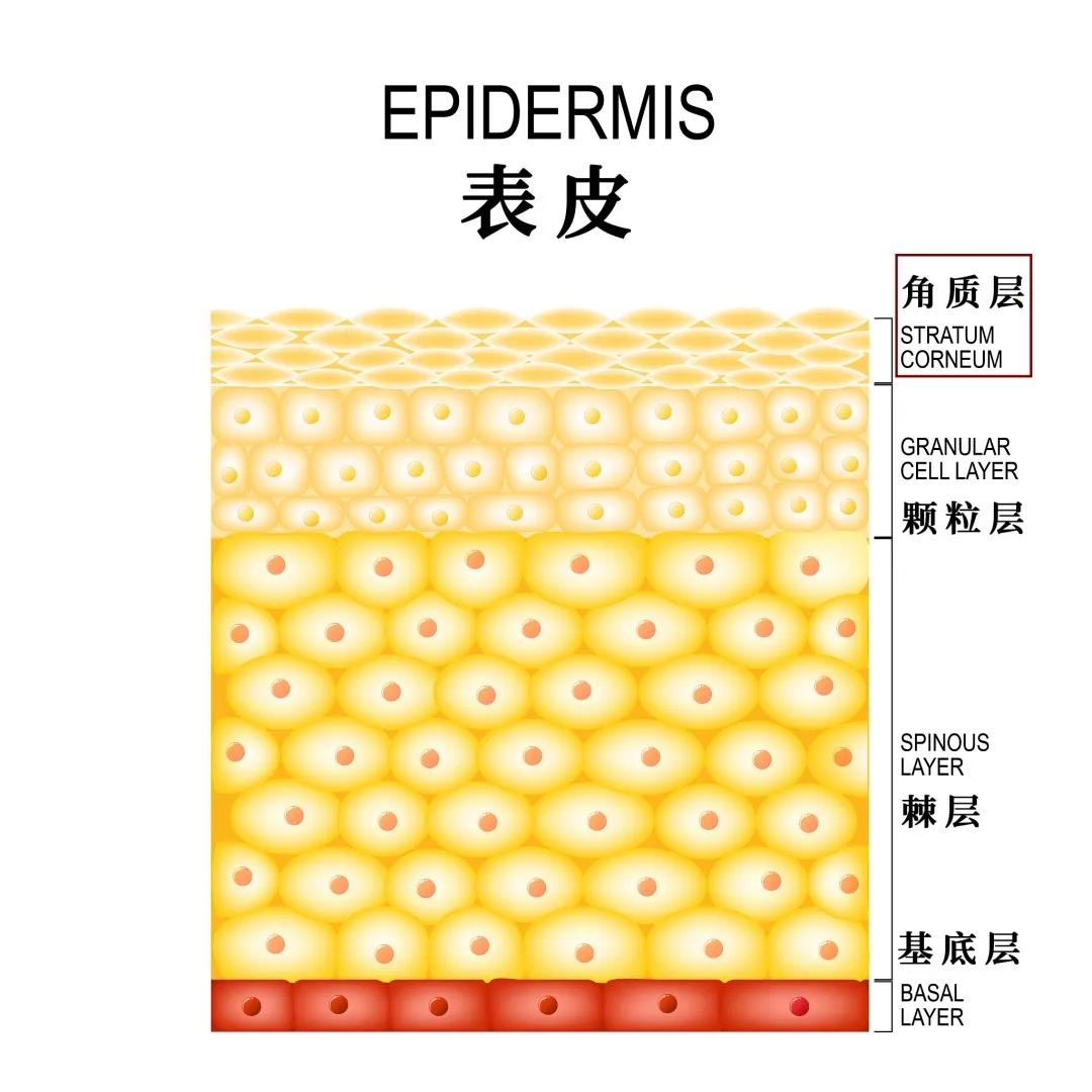日常護膚有必要經常去角質嗎？