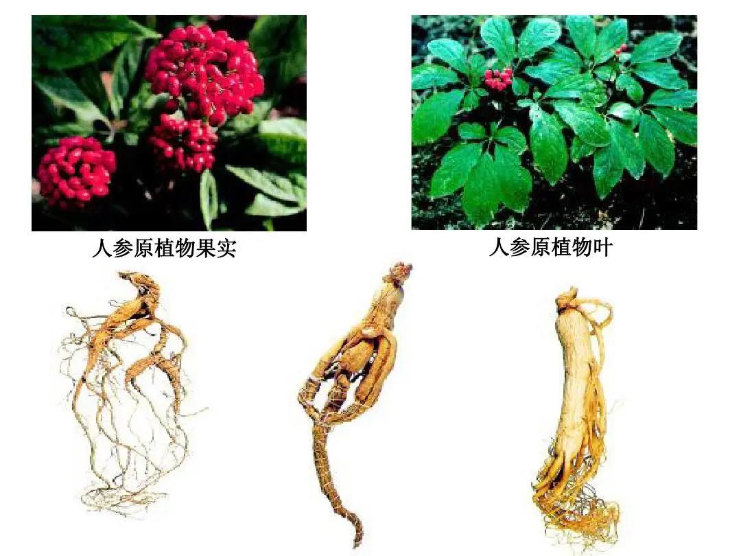 化妝品企業(yè)該如何打響“中草藥化妝品”這一民族標(biāo)簽？
